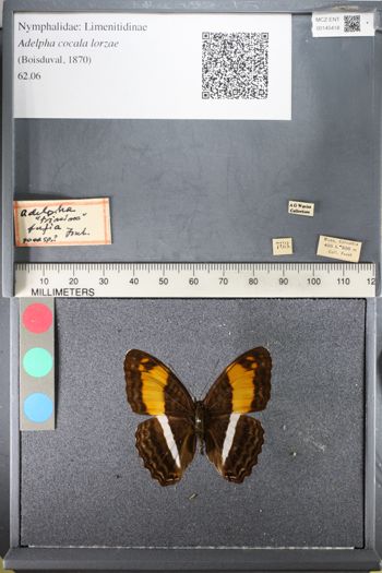 Media type: image;   Entomology 145418